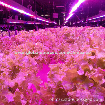Hydroponics LED Grow Lights, 18/36W for Indoor, Greenhouse Lighting IP65, Agriculture, Horticulture